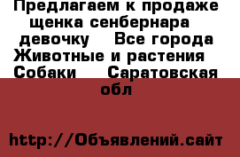 Предлагаем к продаже щенка сенбернара - девочку. - Все города Животные и растения » Собаки   . Саратовская обл.